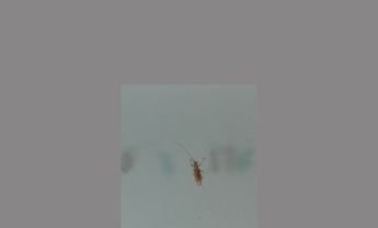 天牛科昆虫