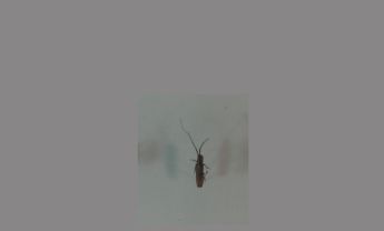 天牛科昆虫