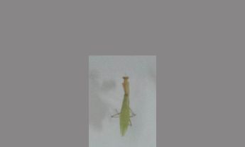 螳螂