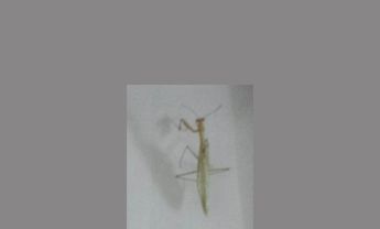 螳螂