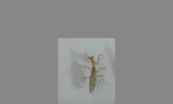 螳螂