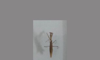 螳螂