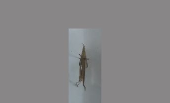 中华负蝗