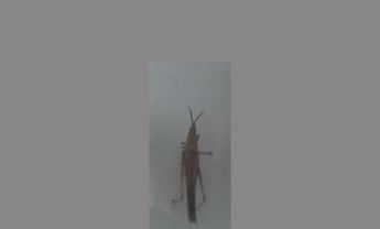 中华负蝗