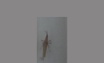 中华负蝗