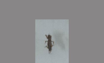 蝼蛄
