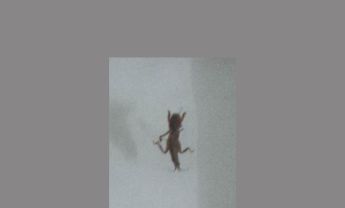 蝼蛄