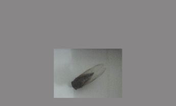 蝉