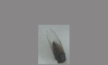 蝉