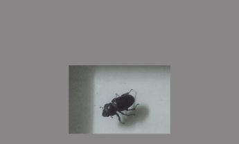 甲虫