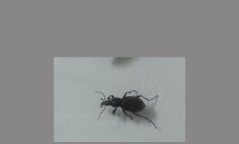 甲虫
