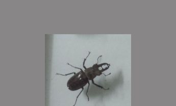 甲虫