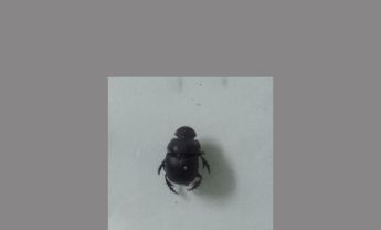 甲虫