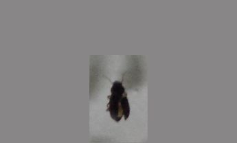 甲虫