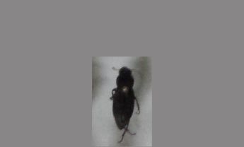 甲虫