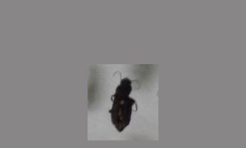 甲虫