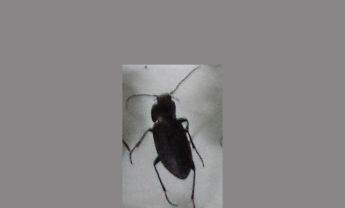 甲虫