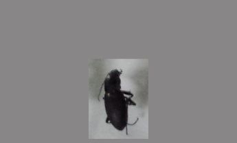甲虫