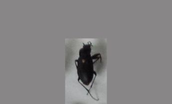 甲虫