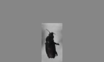 甲虫