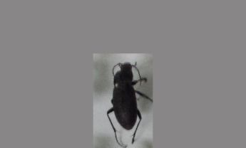 甲虫