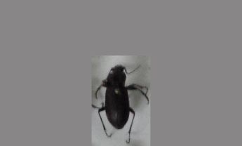 甲虫