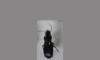 甲虫