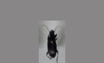 甲虫