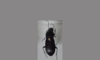 甲虫