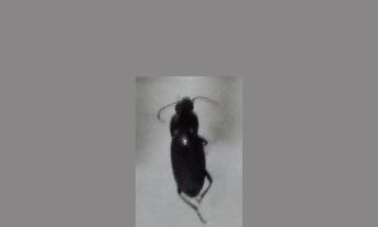 甲虫