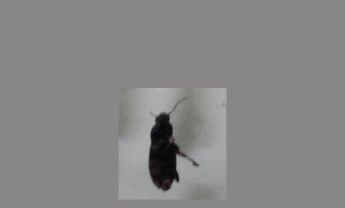 甲虫