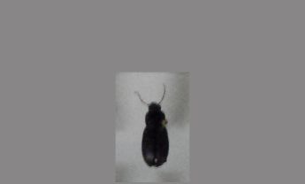 甲虫
