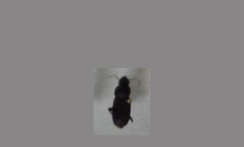 甲虫