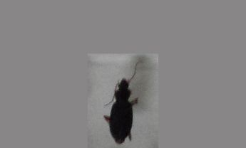 甲虫