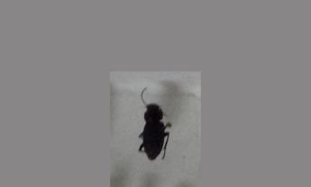 甲虫