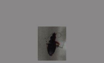 甲虫