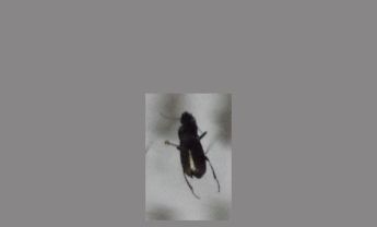 甲虫