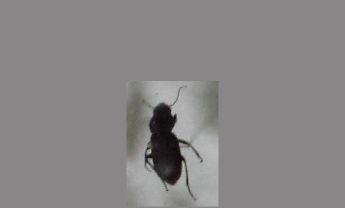 甲虫