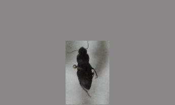 甲虫