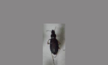 甲虫