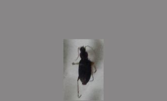 甲虫