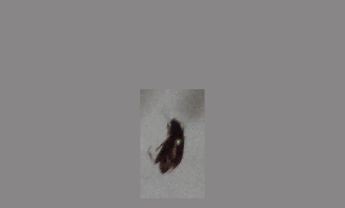 甲虫
