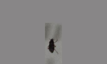 甲虫
