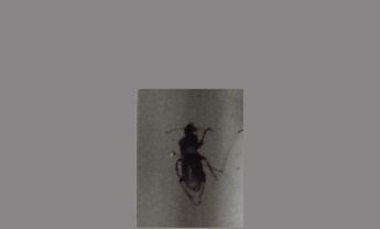 甲虫