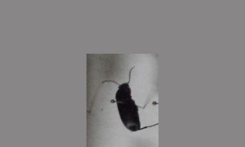 甲虫