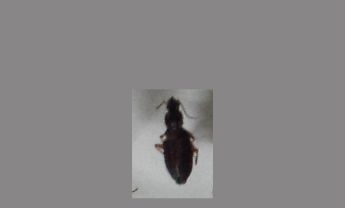 甲虫