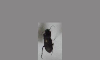 甲虫