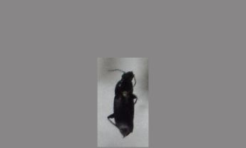 甲虫