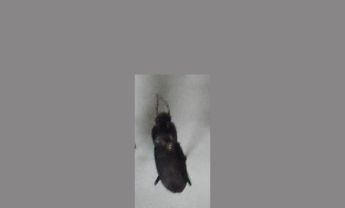 甲虫