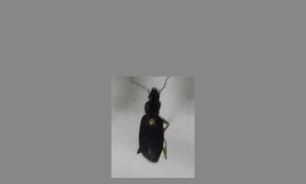 甲虫